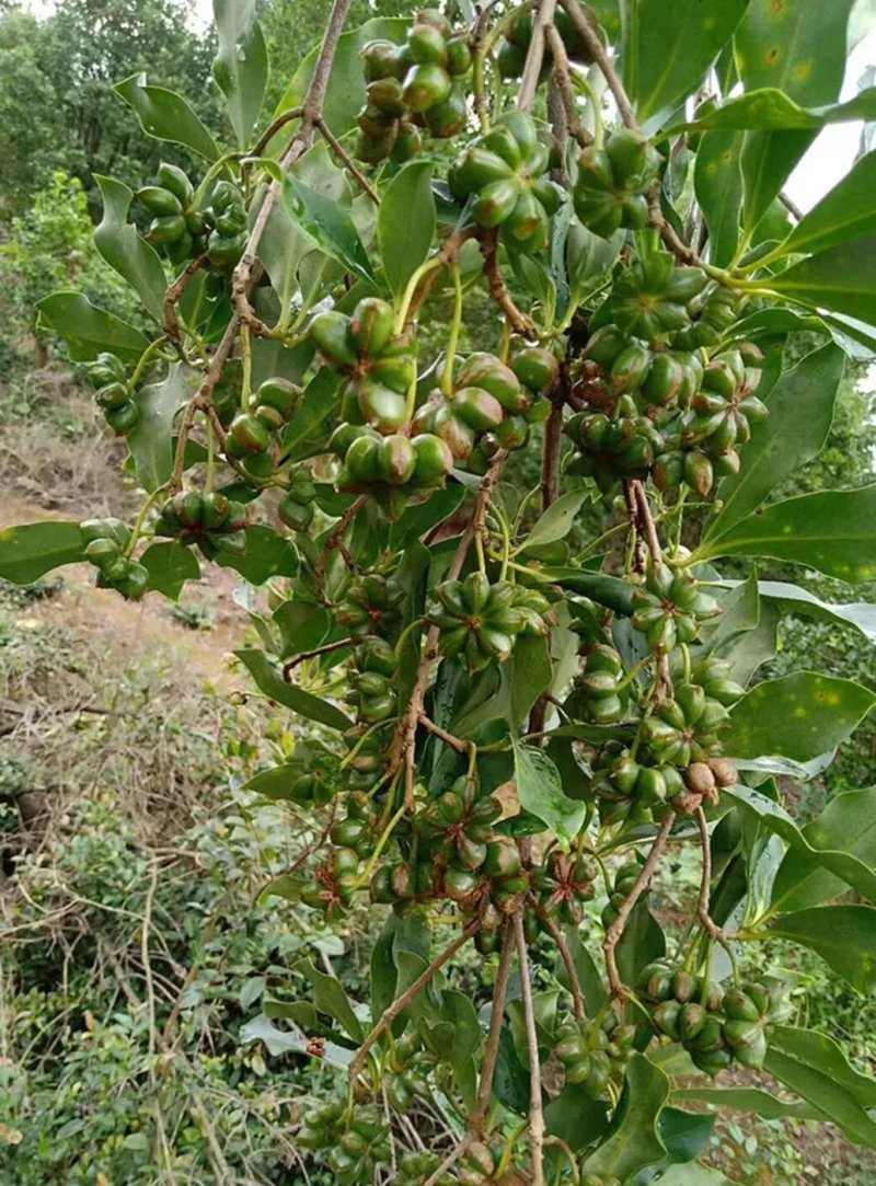 八角树树苗南北方庭院四季高产地栽种植食用大红茴香
