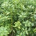 八角树树苗南北方庭院四季高产地栽种植食用大红茴香
