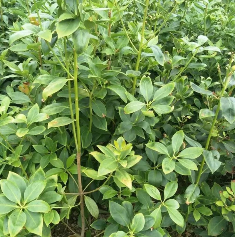 八角树树苗南北方庭院四季高产地栽种植食用大红茴香