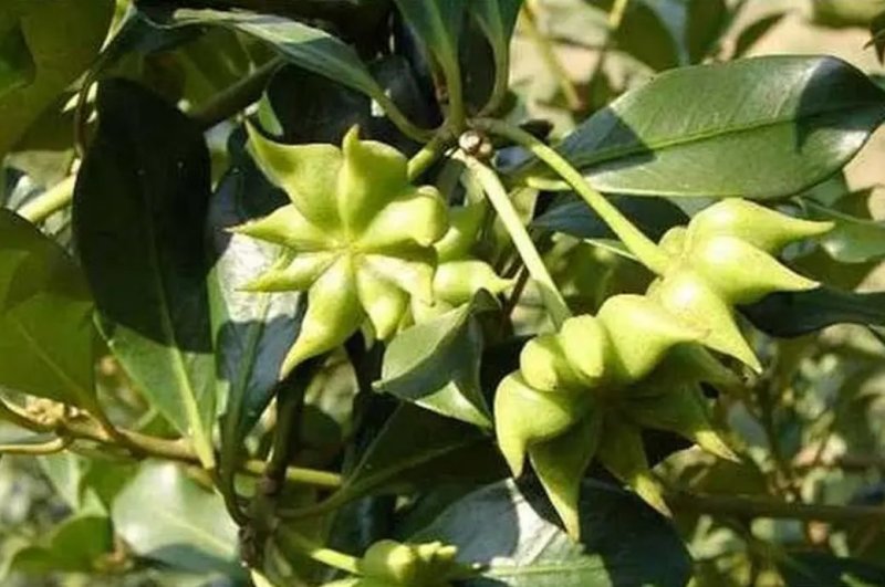 八角树树苗南北方庭院四季高产地栽种植食用大红茴香