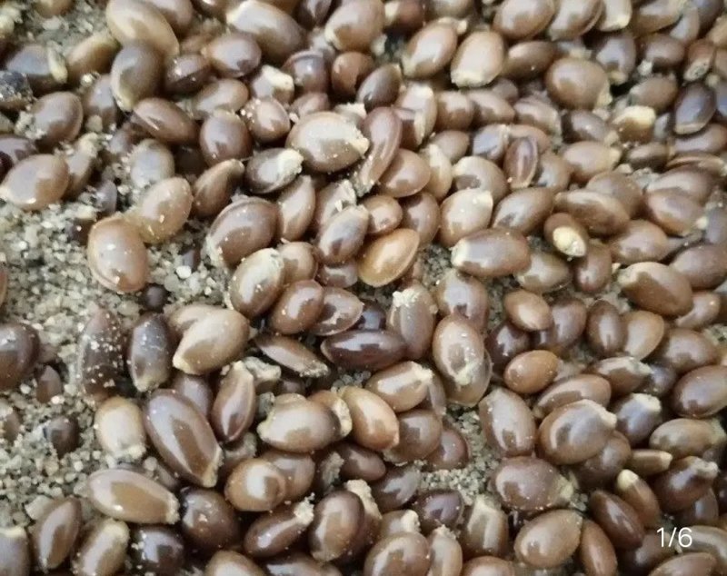 八角树树苗南北方庭院四季高产地栽种植食用大红茴香