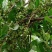 八角树树苗南北方庭院四季高产地栽种植食用大红茴香