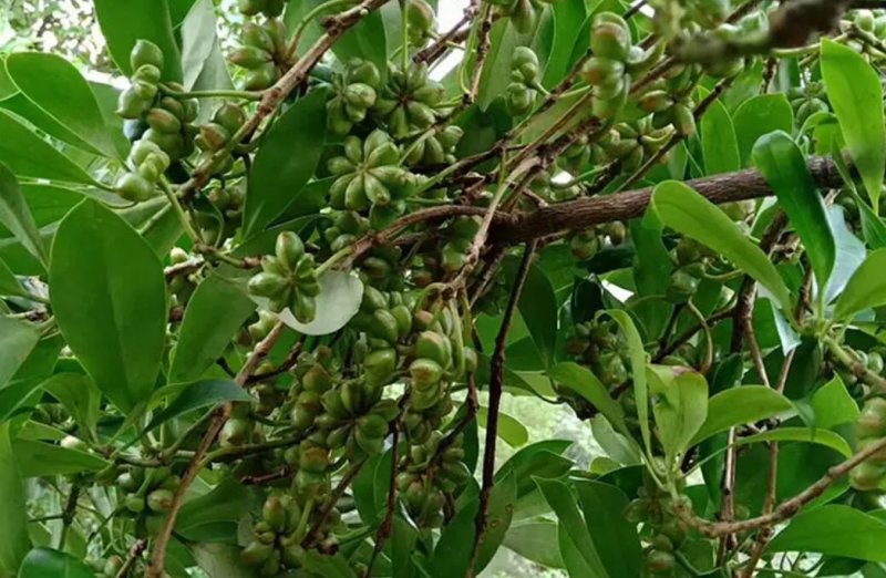 八角树树苗南北方庭院四季高产地栽种植食用大红茴香