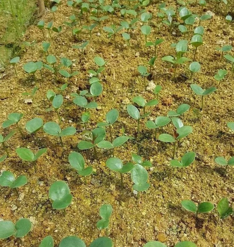 八角树树苗南北方庭院四季高产地栽种植食用大红茴香