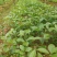 八角树树苗南北方庭院四季高产地栽种植食用大红茴香