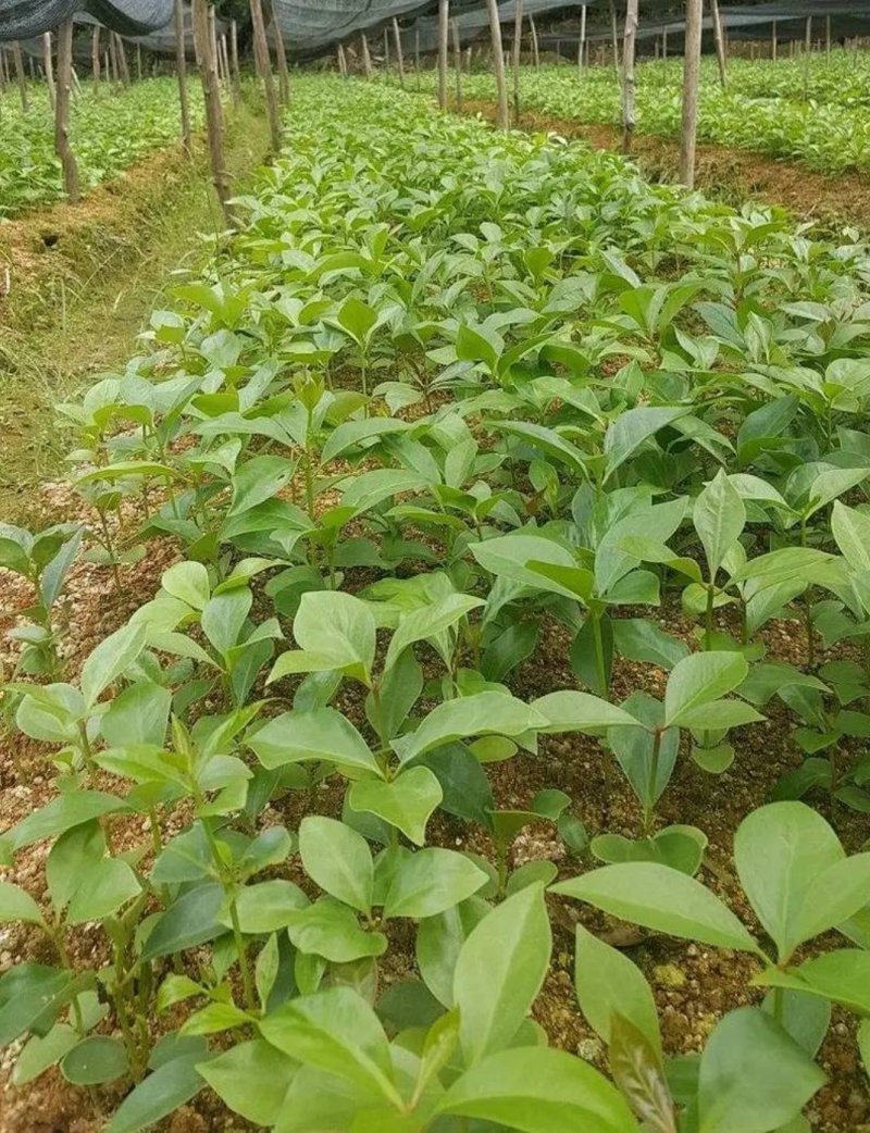 八角树树苗南北方庭院四季高产地栽种植食用大红茴香