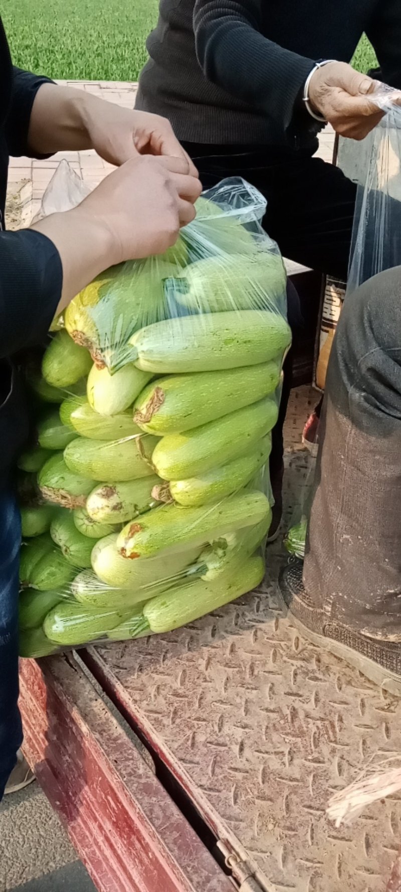 精品西葫芦，面积大，质量好，大量成熟上市。可实地看货