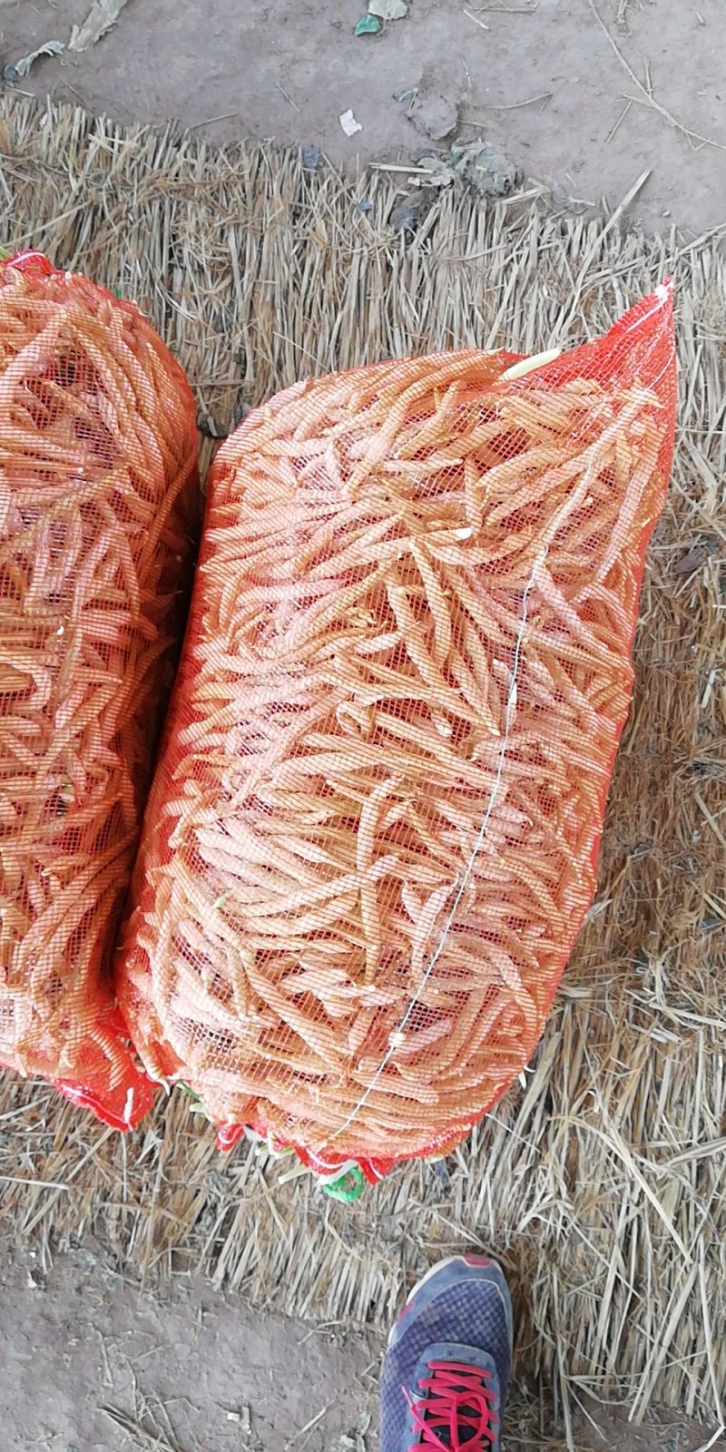 基地白不老豆角已经开始大量上市，质量好，欢迎选购