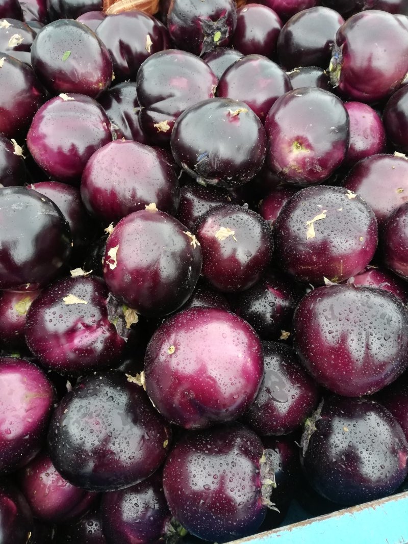 精品紫光圆茄子基地货河南焦作博爱县大量上市质量好有保障