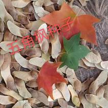 产地五角枫种子多少钱一斤