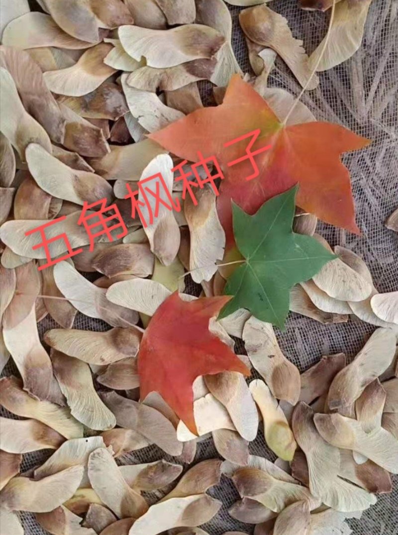 产地五角枫种子多少钱一斤