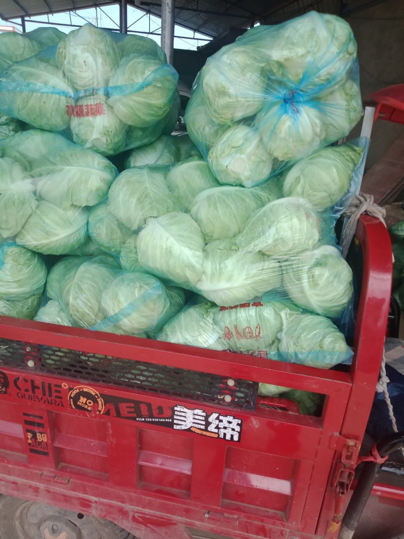 牛心甘蓝大量上市