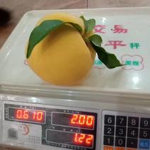 上海锦系黄桃:早、中、晚成熟80公分以上