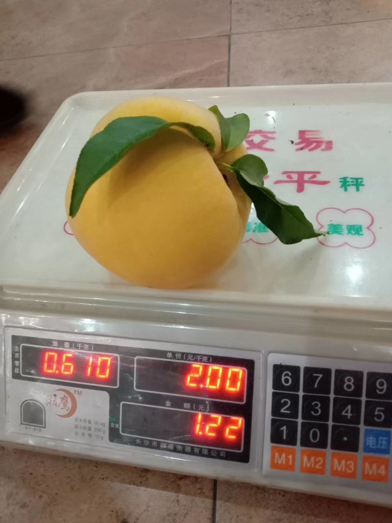 上海锦系黄桃:早、中、晚成熟80公分以上