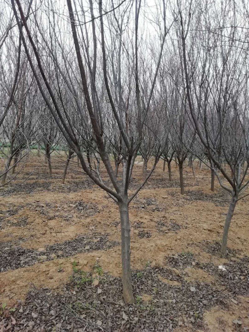 种植红叶李6～15公分，分枝点75～80