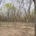基地供应榉树1一40公分！榉树价格/产地/行情