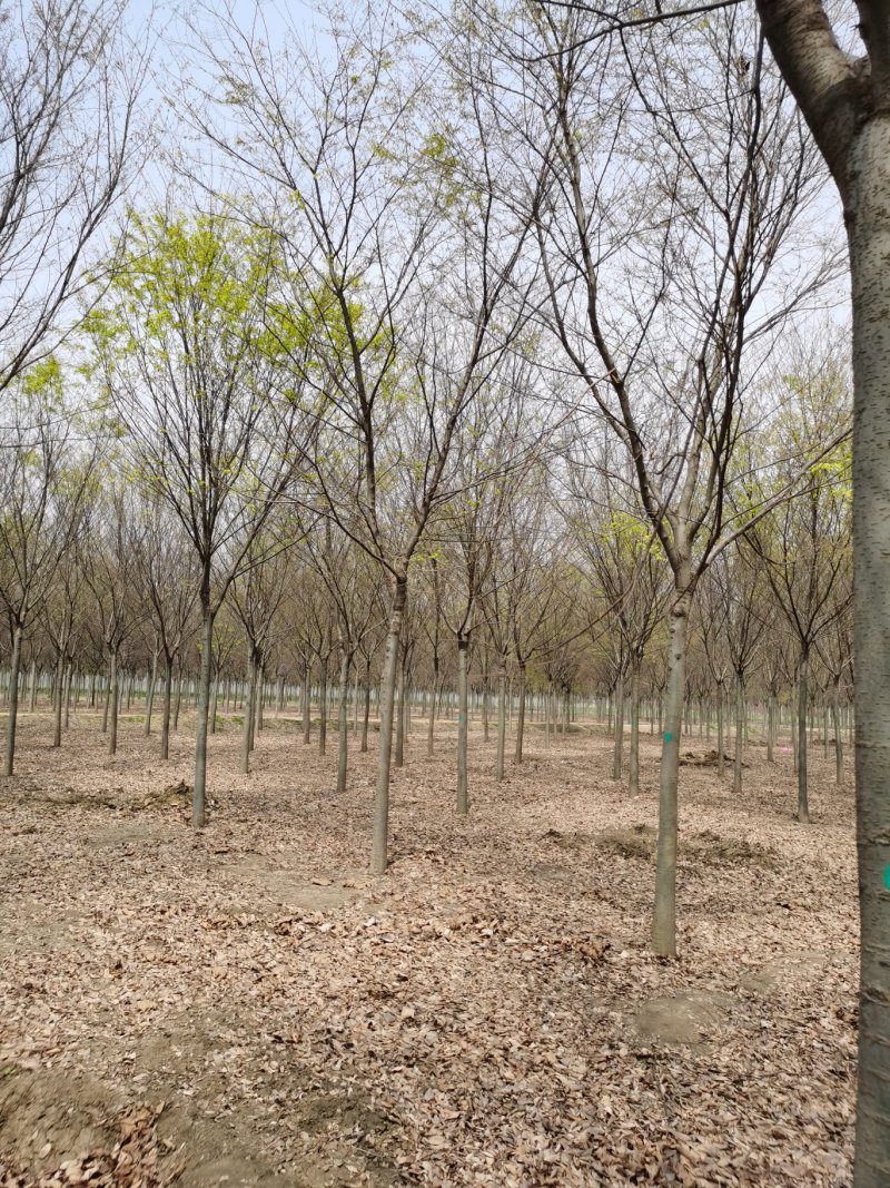 基地供应榉树1一40公分！榉树价格/产地/行情