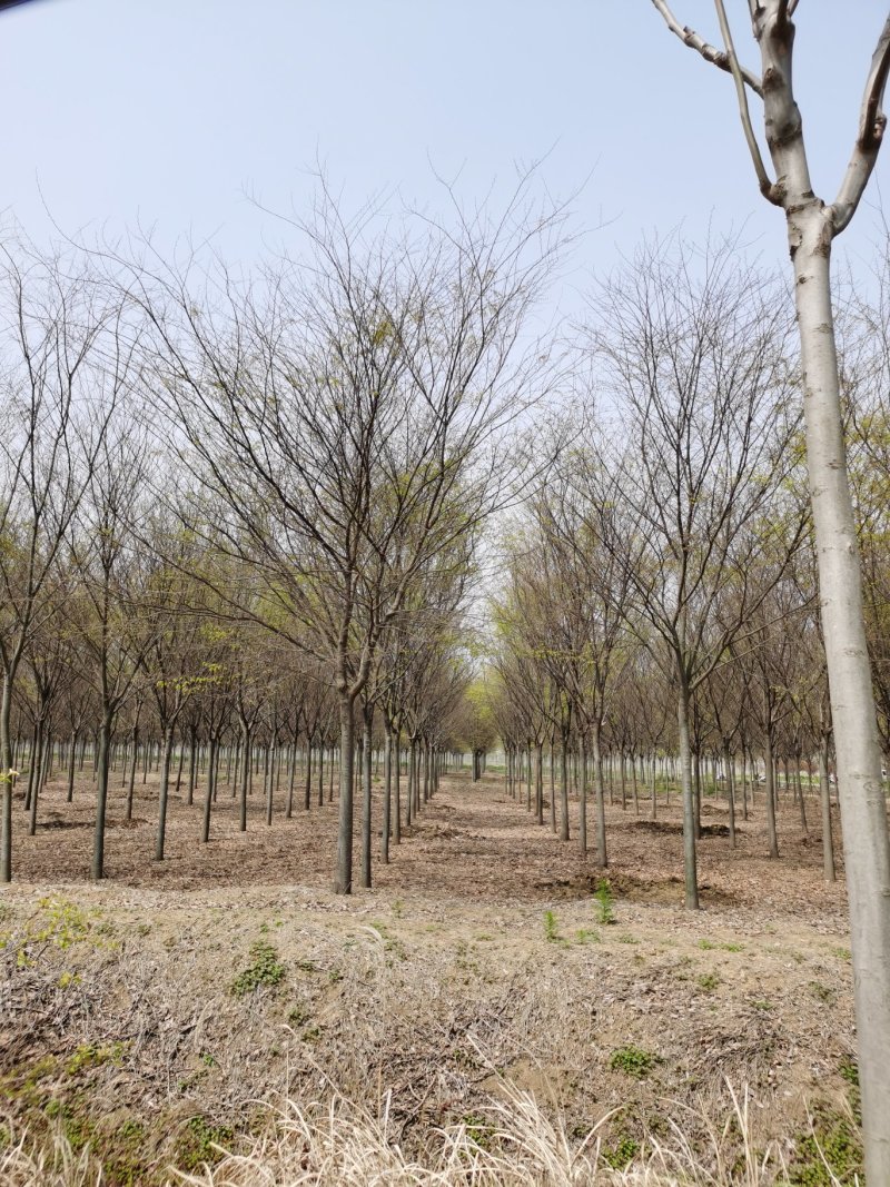 基地供应榉树1一40公分！榉树价格/产地/行情