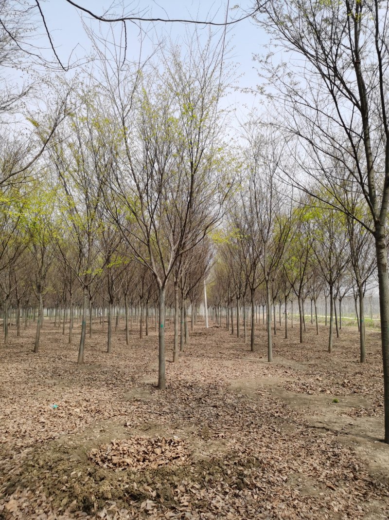 基地供应榉树1一40公分！榉树价格/产地/行情
