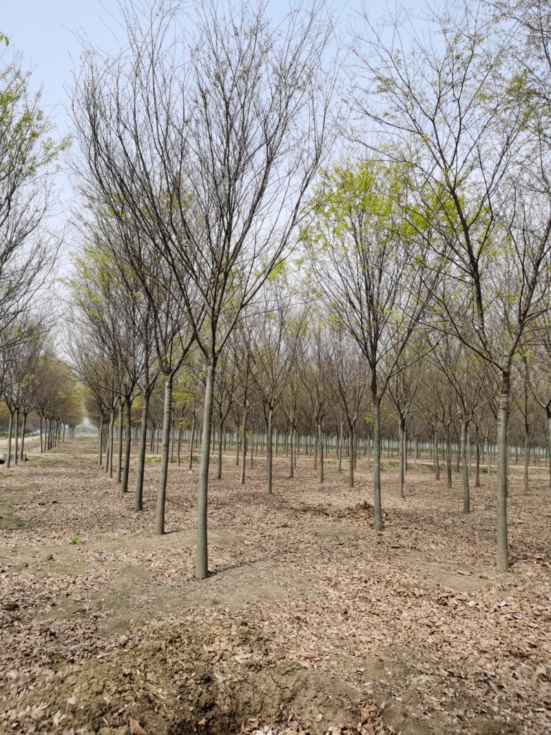 基地供应榉树1一40公分！榉树价格/产地/行情