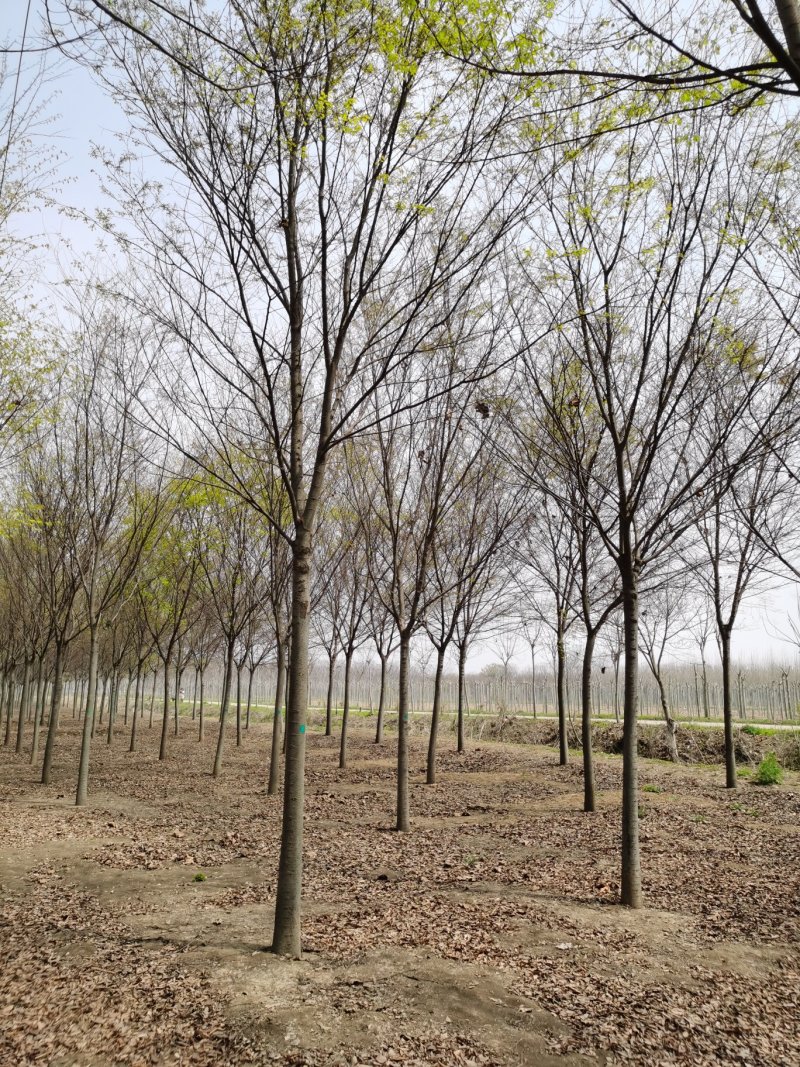 基地供应榉树1一40公分！榉树价格/产地/行情