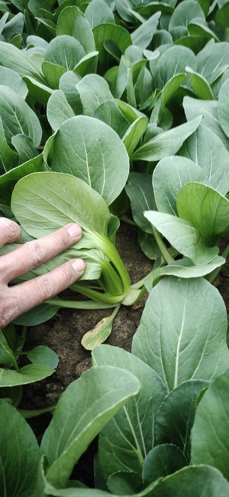 上海青小白菜油菜
