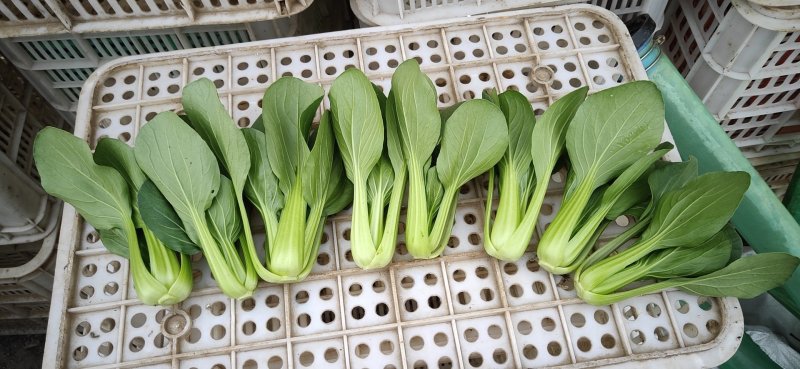 上海青小白菜油菜