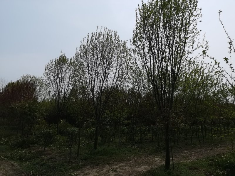 退地处理1一15公分木瓜树，木瓜海棠价格