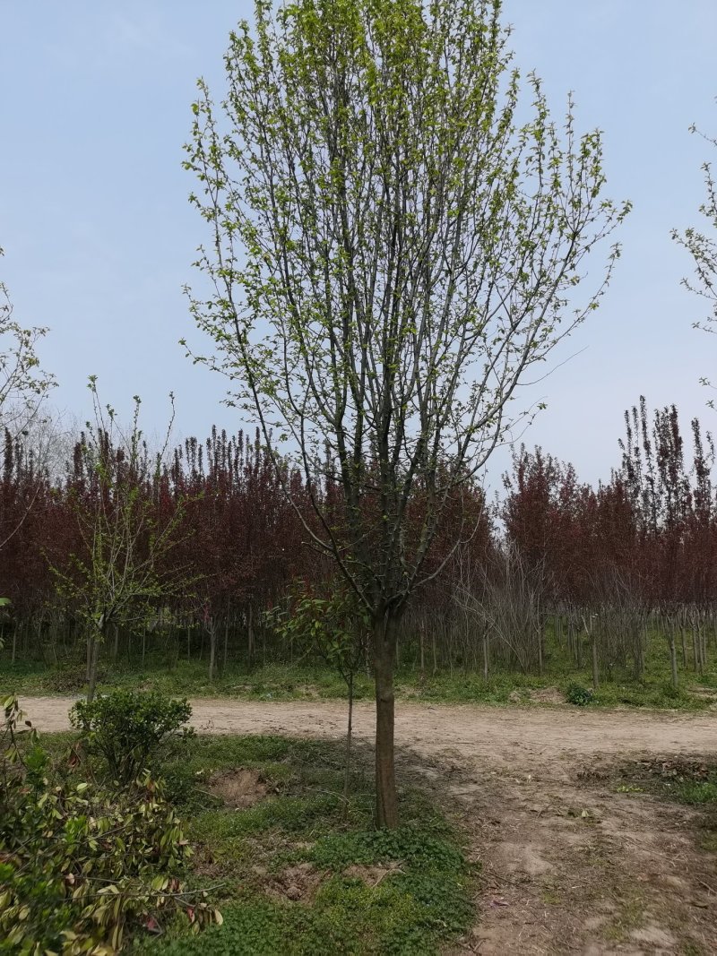 退地处理1一15公分木瓜树，木瓜海棠价格