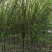 退地处理1一15公分木瓜树，木瓜海棠价格