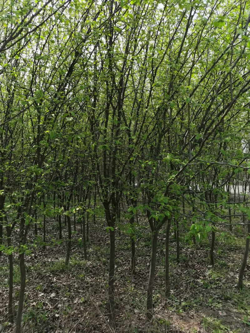 退地处理1一15公分木瓜树，木瓜海棠价格