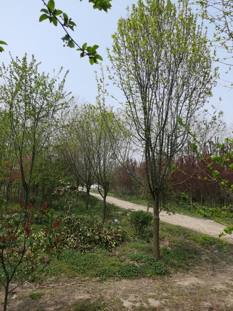 退地处理1一15公分木瓜树，木瓜海棠价格