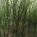 退地处理1一15公分木瓜树，木瓜海棠价格
