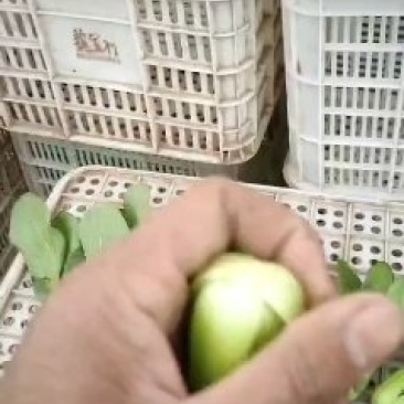 上海青小白菜油菜