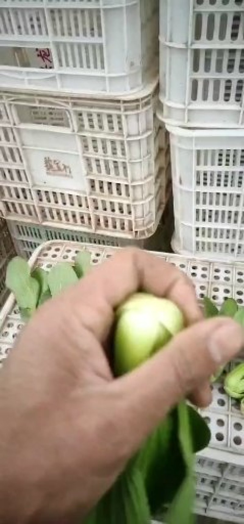 上海青小白菜油菜