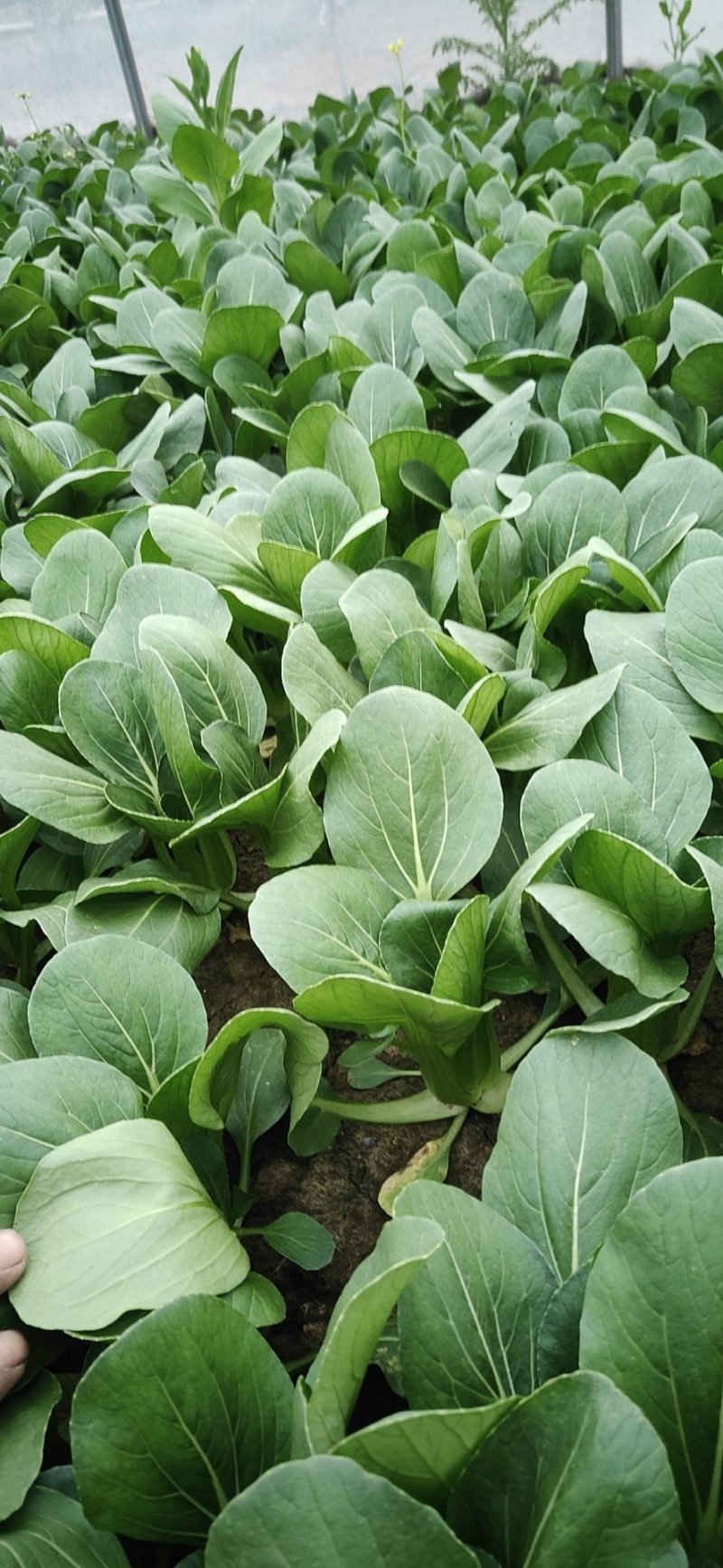 上海青小白菜油菜