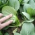 上海青小白菜油菜
