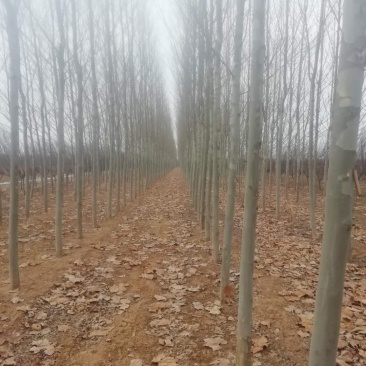 种植法桐，有原生冠，有一年冒