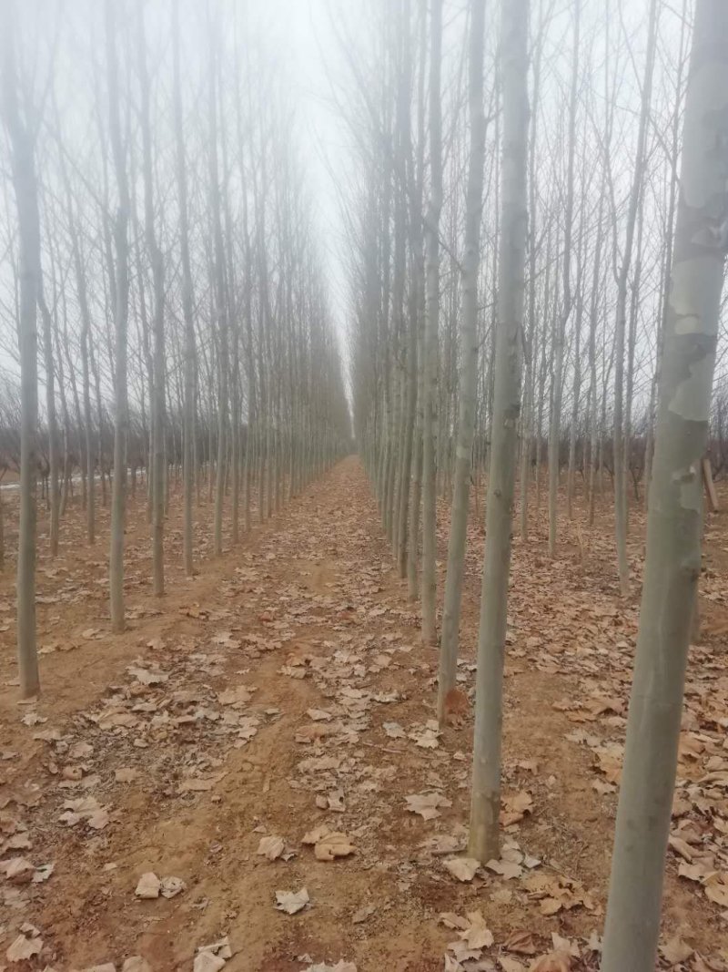 种植法桐，有原生冠，有一年冒