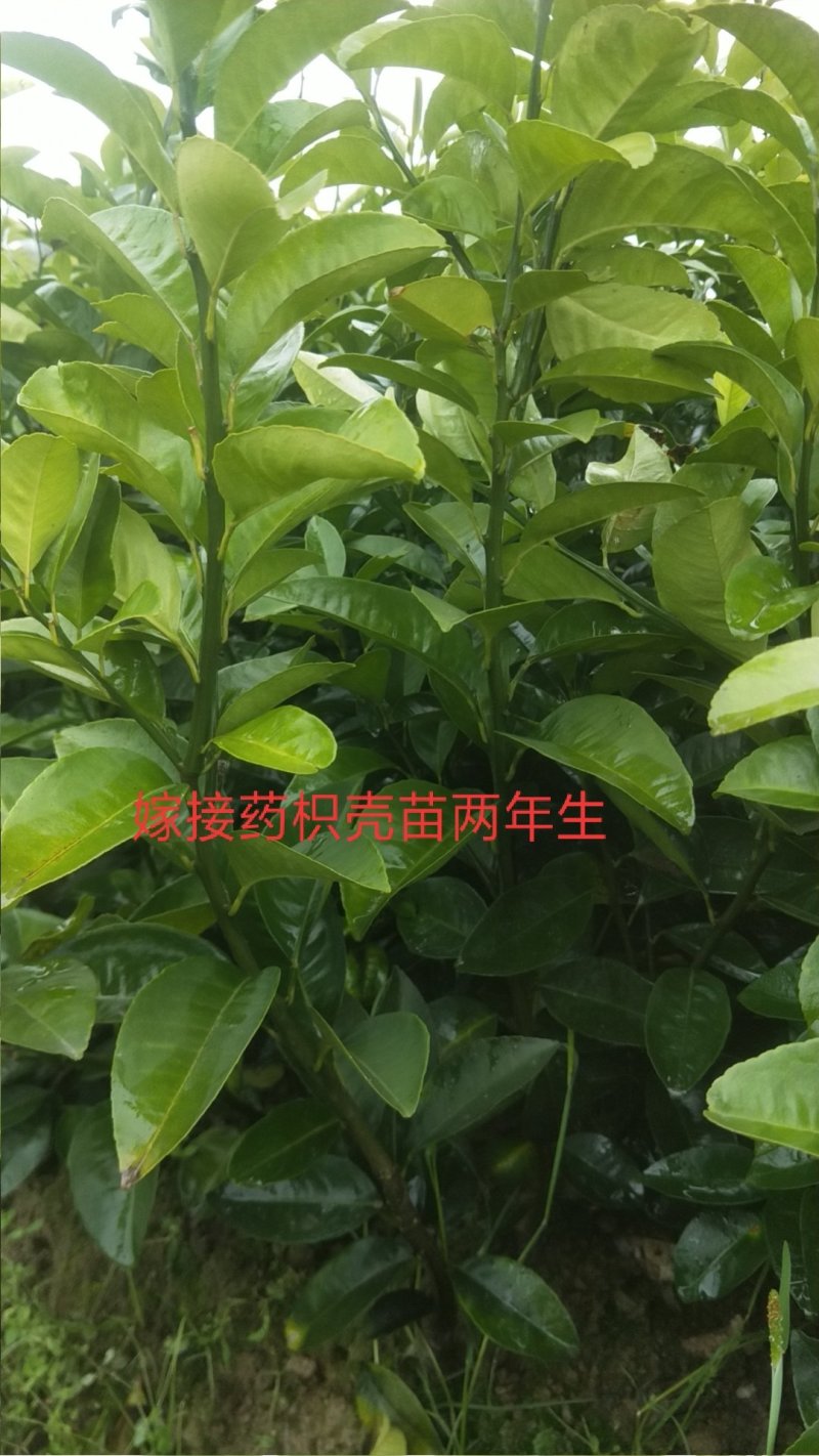 嫁接药枳壳苗二年生