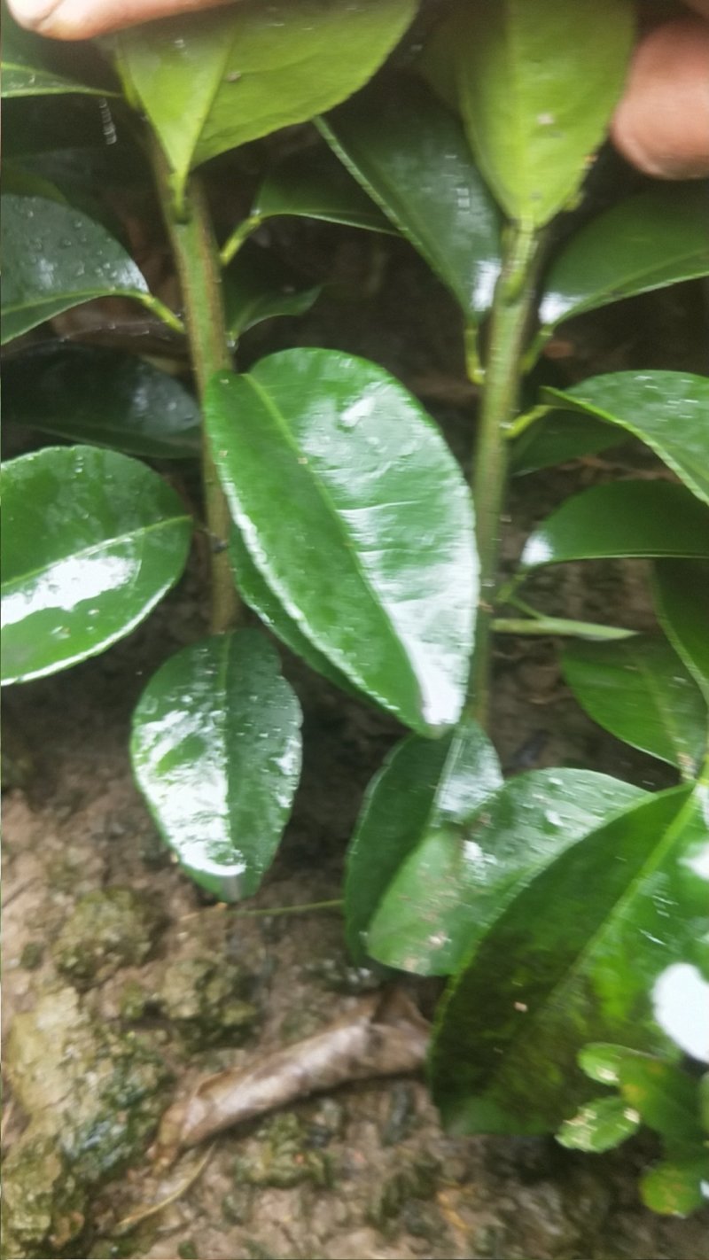 嫁接药枳壳苗二年生