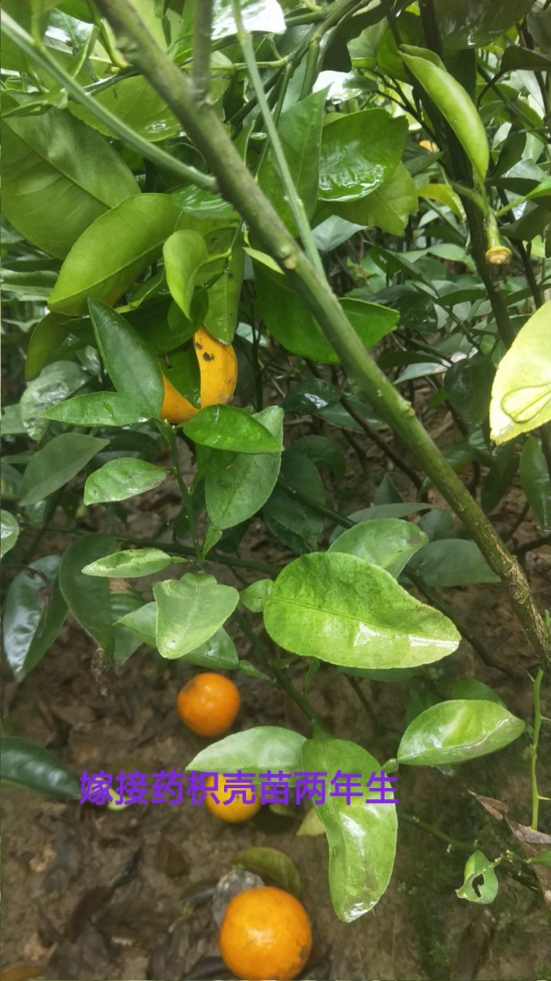 嫁接药枳壳苗二年生