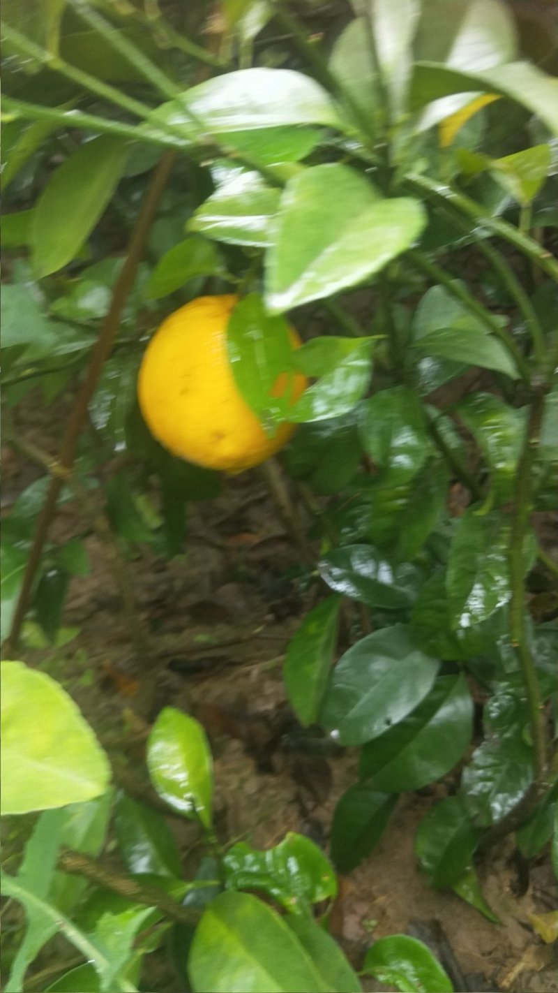 嫁接药枳壳苗二年生