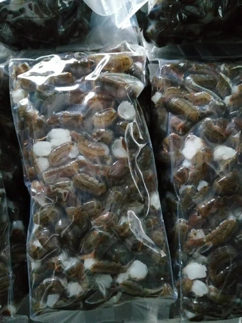 新鲜现杀虾尾
