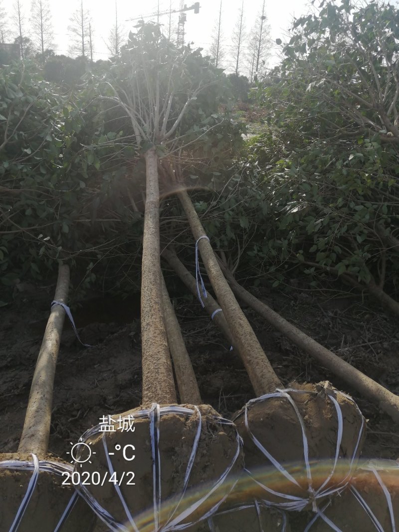 基地直销东台大叶女贞7公分半冠自家苗圃价格说得过去就卖