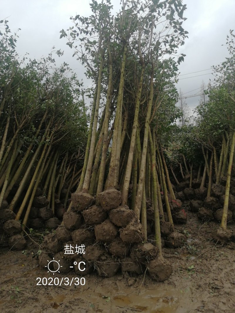 基地直销东台大叶女贞7公分半冠自家苗圃价格说得过去就卖