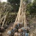 基地直销东台大叶女贞7公分半冠自家苗圃价格说得过去就卖