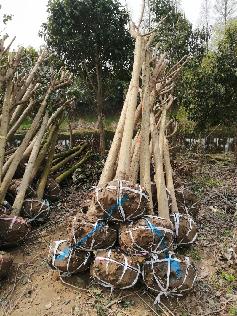 基地直销东台大叶女贞7公分半冠自家苗圃价格说得过去就卖
