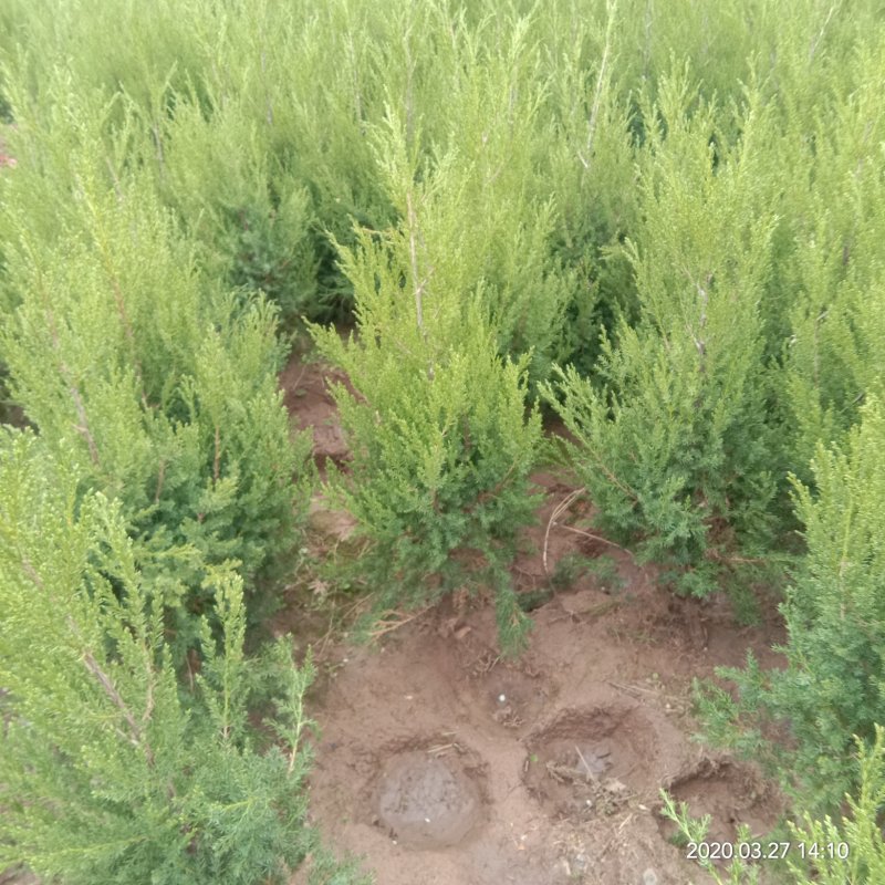 柏树苗松柏塔柏树苗蜀桧侧柏圆柏松树宝塔松龙柏苗墓地柏树坟