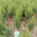柏树苗松柏塔柏树苗蜀桧侧柏圆柏松树宝塔松龙柏苗墓地柏树坟